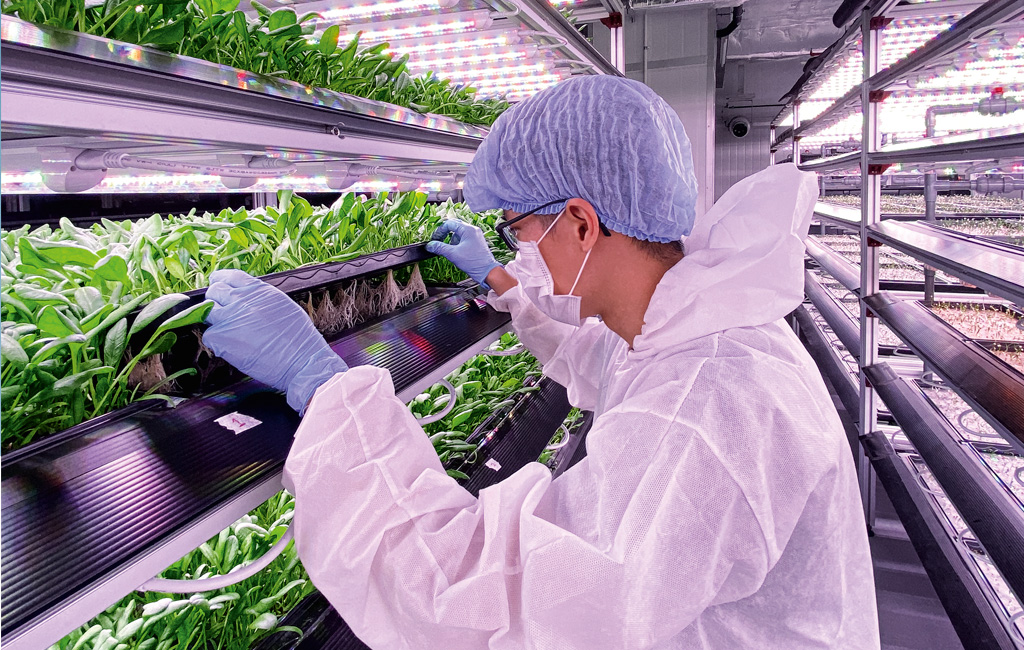 Ventilation for vertical farming staff spinach
