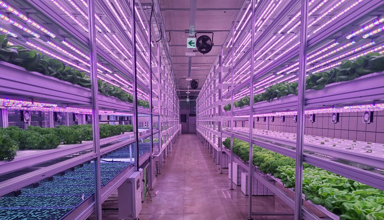 Plants on vertical farms grow with led lights. Vertical farming is sustainable agriculture for future food and used for plant vaccine.